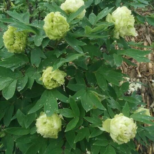 菏泽豆绿 2cm以下 4cm以下 0.5米以下 