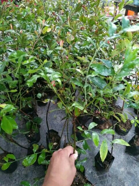 泰安兔眼蓝莓苗