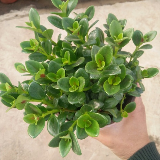 青州市花金鱼吊兰 30cm以下