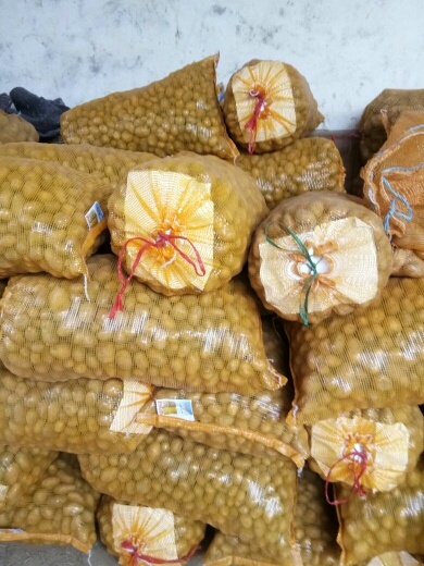 滕州市荷兰15  一元硬币以下
黄皮黄心