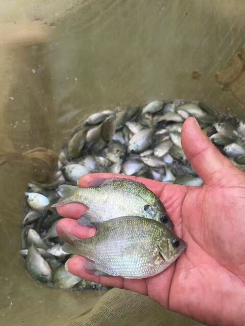 惠州 美国蓝鳃太阳鱼苗。