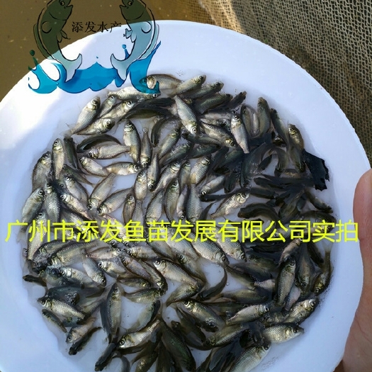 广州 鲫鱼苗价格