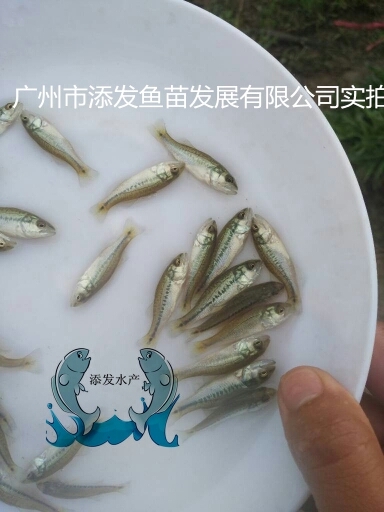 广州 添发水产供应加州鲈鱼苗 鲈鱼水花 寸苗