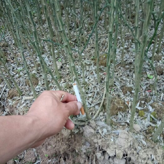 荔浦市枳壳药材嫁接苗