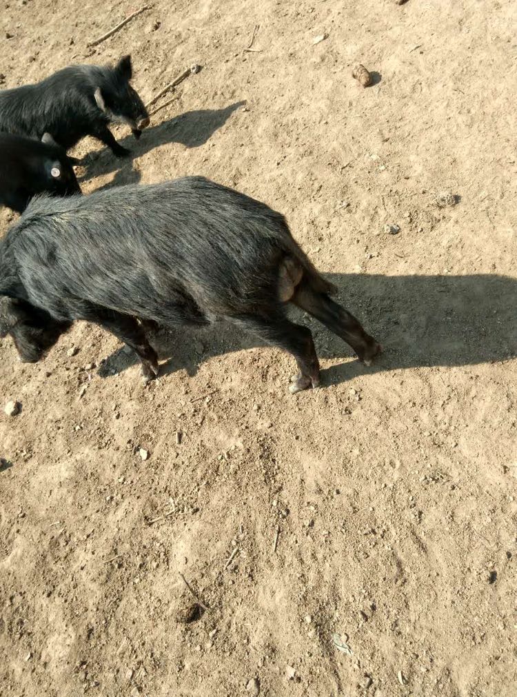 永修县藏香猪商品猪公猪母猪猪崽小猪