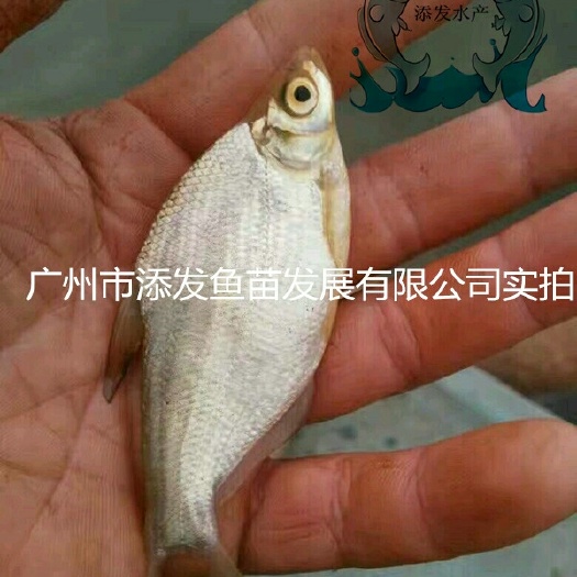 广州武昌鱼苗