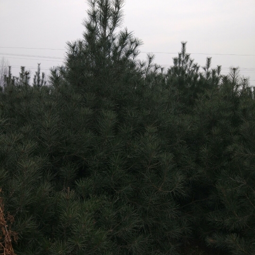 周至县西安白皮松