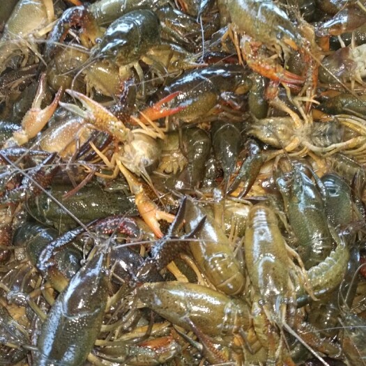 沙洋县青壳小龙虾 人工养殖 4-6钱 