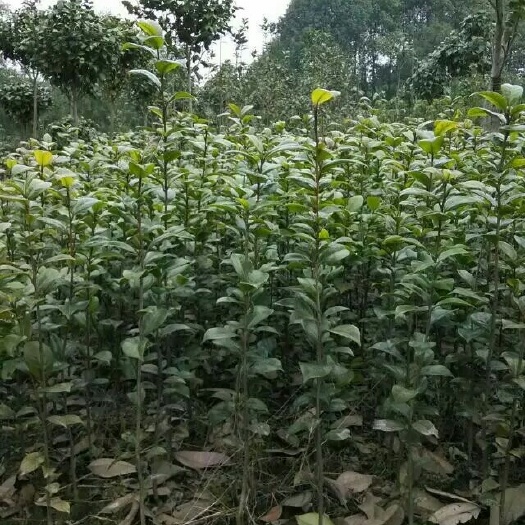 长沙七芯茶花 20~30cm
