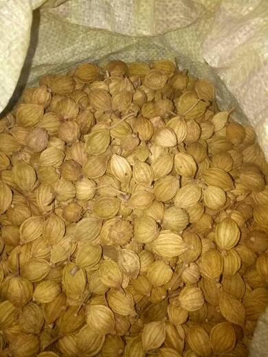 荣县香砂