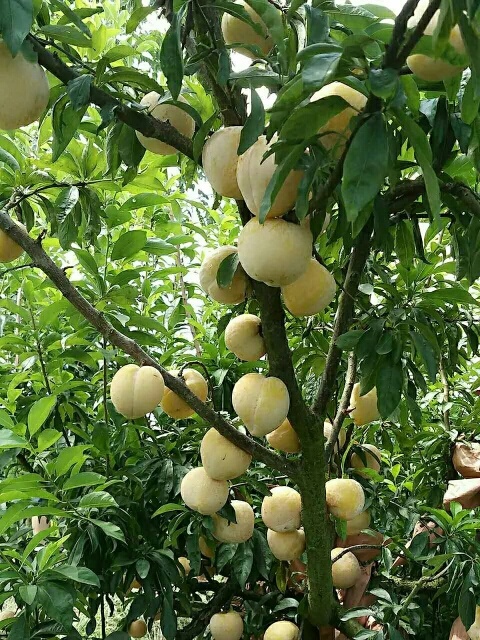 麻阳县黄金奈李苗