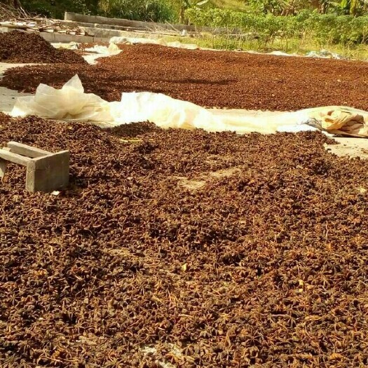 浦北县大红八角   新秋八角大料晒场直供