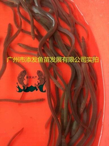 广州鳗鱼苗 