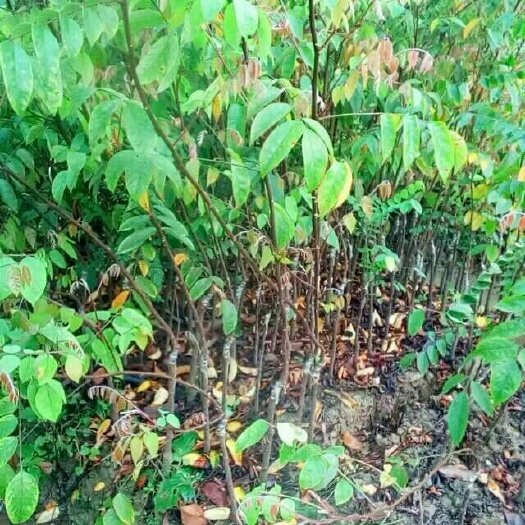 灵山县马来西亚甜杨桃苗