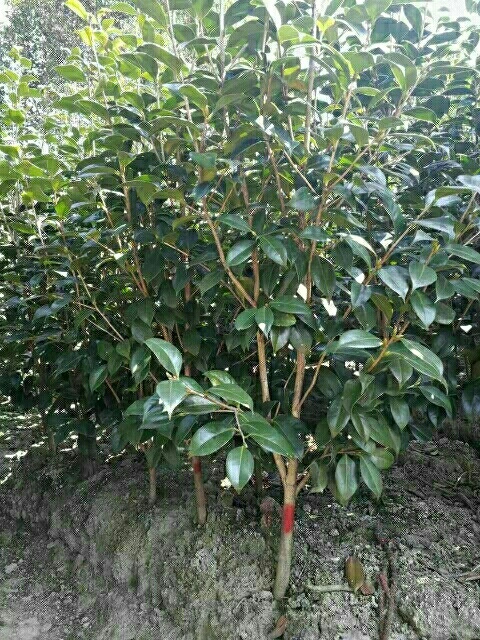 宁波茶花树 10~20cm