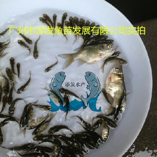 广州缩骨大头鱼苗