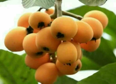 简阳市大五星枇杷苗