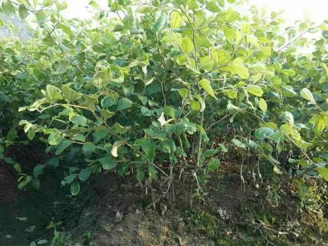 灵山县青枣苗