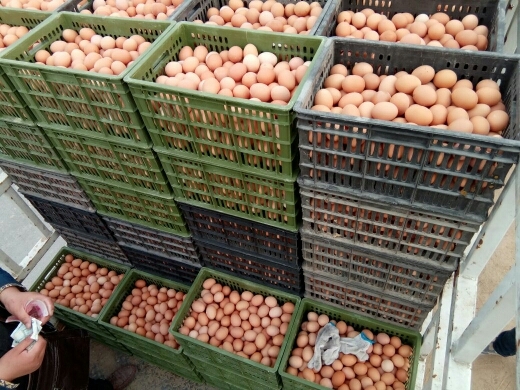 清丰县普通鸡蛋 食用 散装