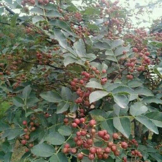 武陟县大红袍花椒苗