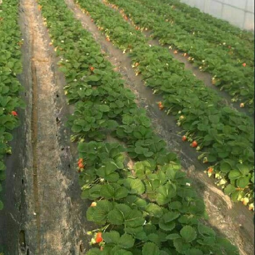 泰安小白草莓苗 地栽苗 10~20公分