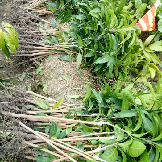 钦州金煌芒果苗