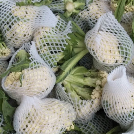 沛县白花菜花 松散 江苏省徐州市沛县 2~3斤