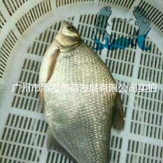 广州武昌鱼苗