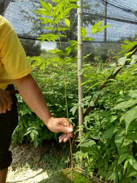 奉新县青钱柳