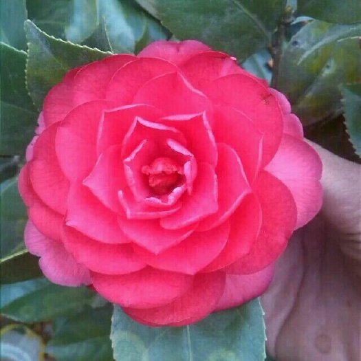  茶花品种好，大小都有，小苗繁育苗健壮