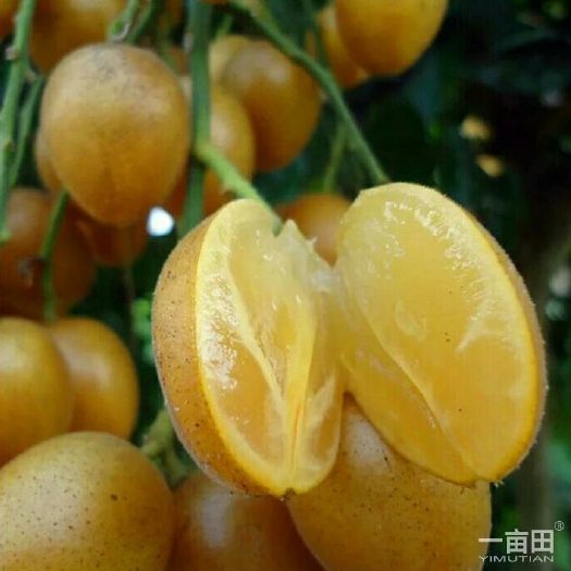 灵山县无核黄皮果苗