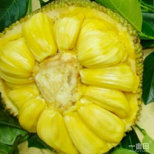 灵山县马来西亚一号菠萝蜜苗 