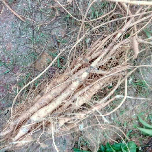 灵山县牛大力苗