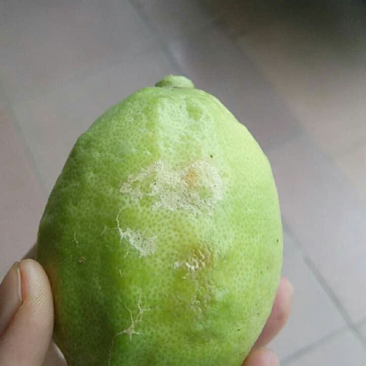 广州香水柠檬 2.7 - 3.2两 