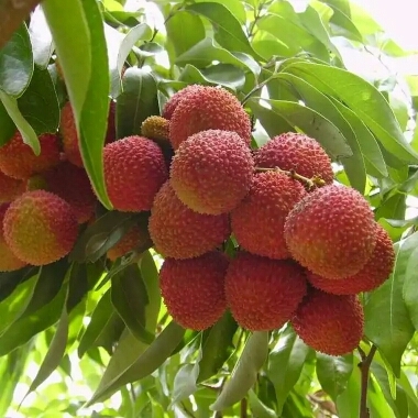 灵山县桂味荔枝苗 