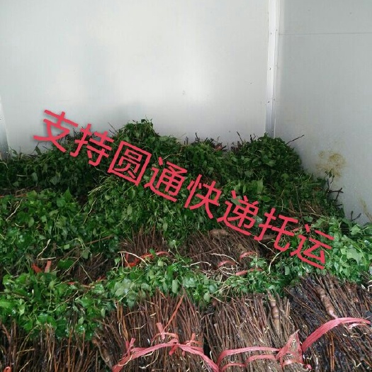 镇宁县首乌