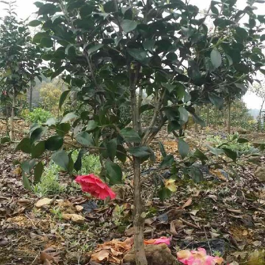隆昌市山茶花 100~140cm