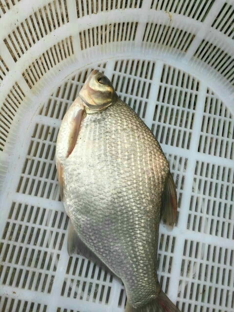 惠州武昌鱼苗