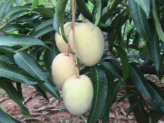 攀枝花凯特芒 10两以上 