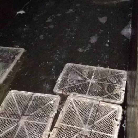 肇庆罗氏虾