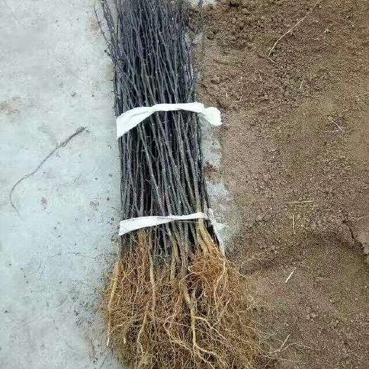 绛县大红袍花椒苗