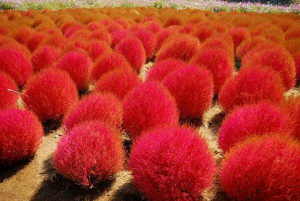 沭阳县地肤种子