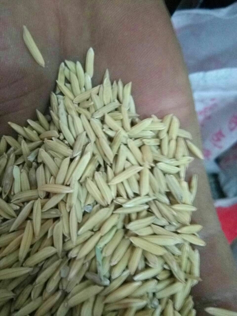 荆州杂交稻  稻谷黄花粘稻谷晚稻黄花粘油粘