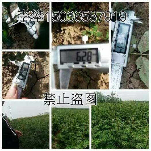 大红袍花椒苗