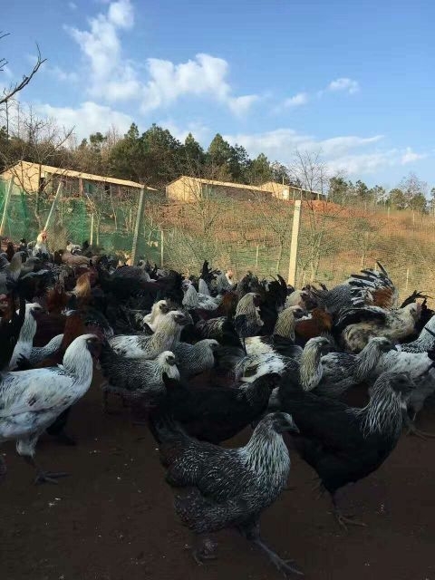 维西县土鸡 统货