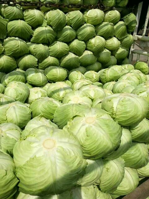 重庆市重庆潼南新鲜绿包菜 单果重3-6斤，当日发货