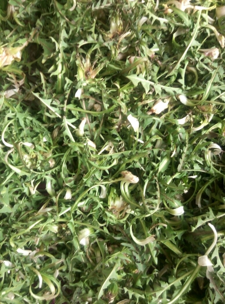 蒲公英叶 蒲公英