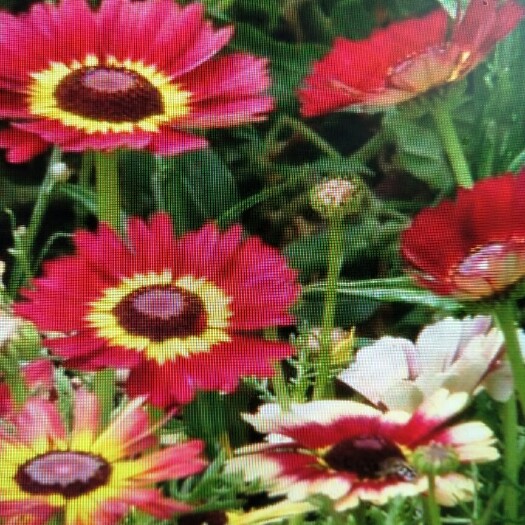 沭阳县花环菊种子