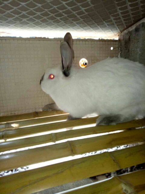 嘉祥县伊拉兔