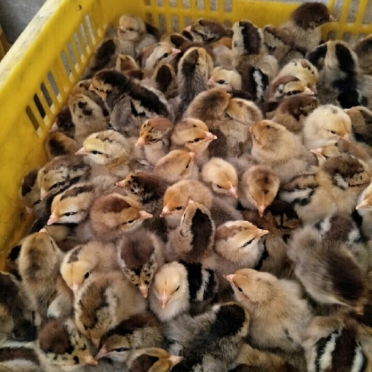 南宁土鸡苗 公